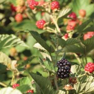 Growing Bramble Fruit Image